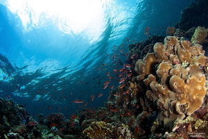 Marine Life by Iyad Suleyman 